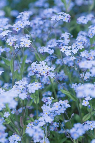 NG 29; Forget-Me-Not